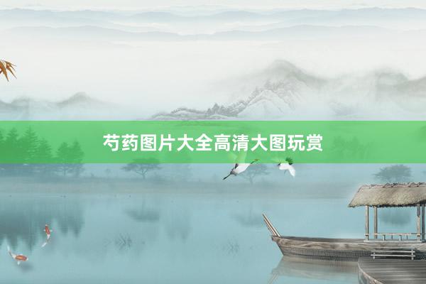 芍药图片大全高清大图玩赏